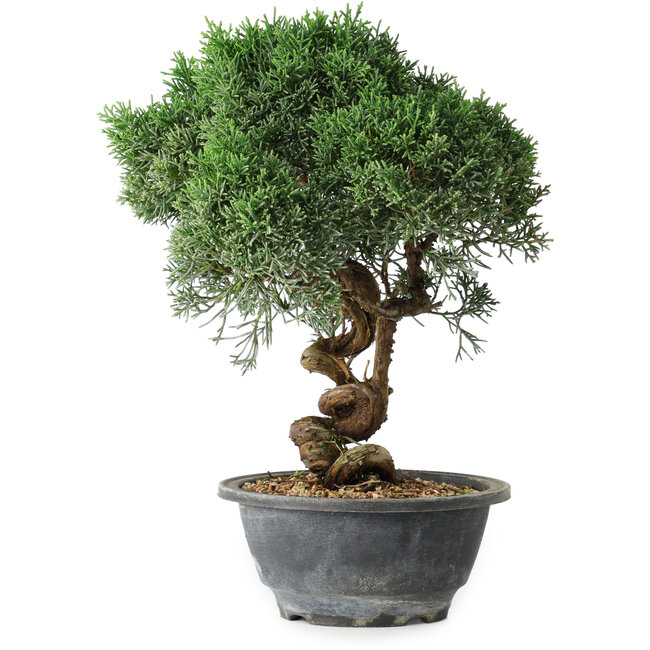 Juniperus chinensis Kishu, 24,5 cm, ± 15 jaar oud