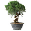 Juniperus chinensis Kishu, 24,5 cm, ± 15 ans