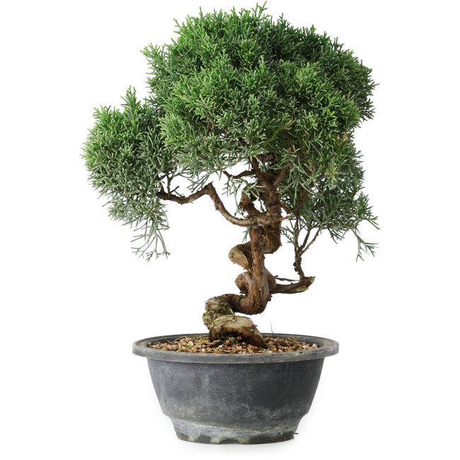 Juniperus chinensis Kishu, 24,5 cm, ± 15 años