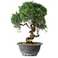 Juniperus chinensis Kishu, 24,5 cm, ± 15 ans