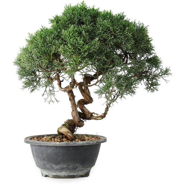 Juniperus chinensis Kishu, 24,5 cm, ± 15 Jahre alt