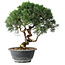 Juniperus chinensis Kishu, 24,5 cm, ± 15 anni