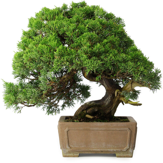 Juniperus chinensis, 35 cm, ± 30 ans