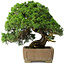 Juniperus chinensis, 35 cm, ± 30 ans