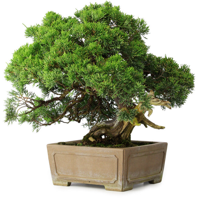 Juniperus chinensis, 35 cm, ± 30 ans