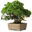 Juniperus chinensis, 35 cm, ± 30 ans