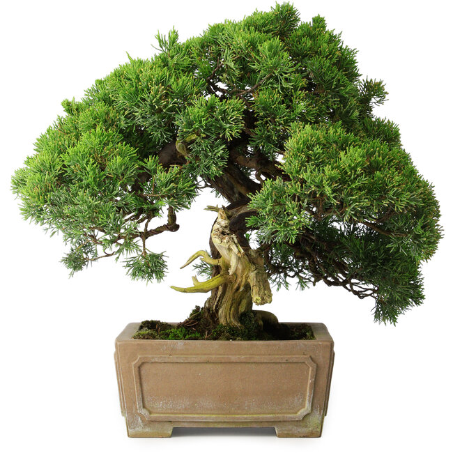 Juniperus chinensis, 35 cm, ± 30 ans
