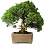 Juniperus chinensis, 35 cm, ± 30 years old