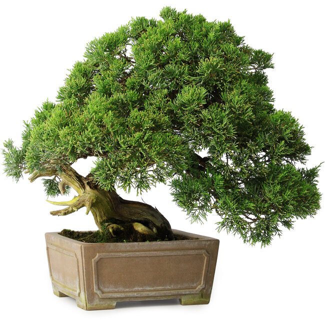 Juniperus chinensis, 35 cm, ± 30 ans