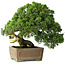 Juniperus chinensis, 35 cm, ± 30 years old