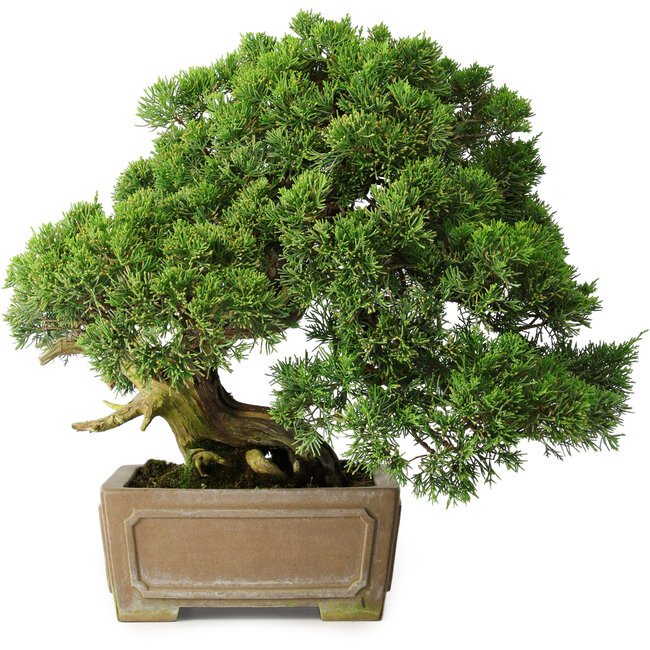 Juniperus chinensis, 35 cm, ± 30 ans
