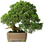 Juniperus chinensis, 35 cm, ± 30 ans