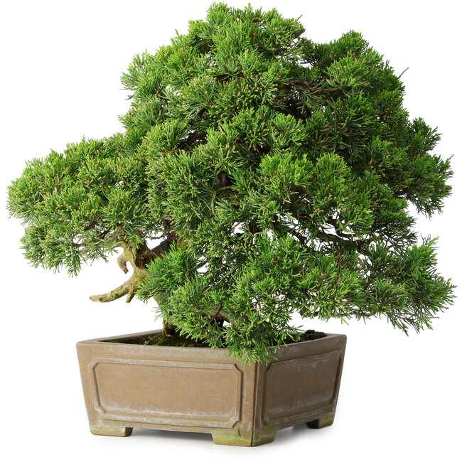 Juniperus chinensis, 35 cm, ± 30 ans
