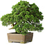 Juniperus chinensis, 35 cm, ± 30 years old