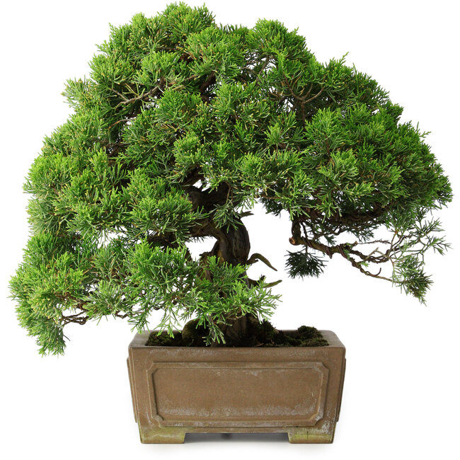 Juniperus chinensis, 35 cm, ± 30 ans