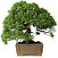 Juniperus chinensis, 35 cm, ± 30 years old