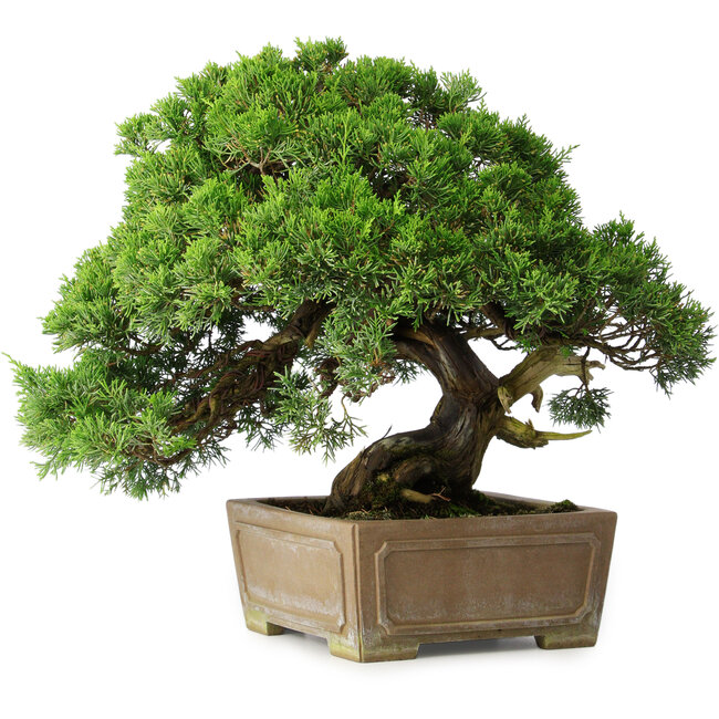 Juniperus chinensis, 35 cm, ± 30 ans