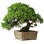 Juniperus chinensis, 35 cm, ± 30 years old
