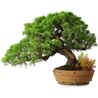 Juniperus chinensis Itoigawa, 32 cm, ± 20 years old
