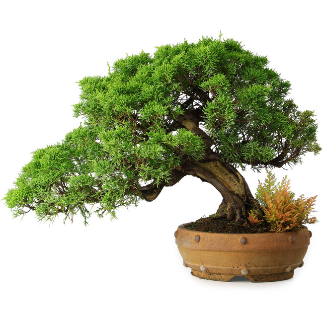 Juniperus chinensis Itoigawa, 32 cm, ± 20 ans