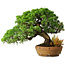 Juniperus chinensis Itoigawa, 32 cm, ± 20 anni