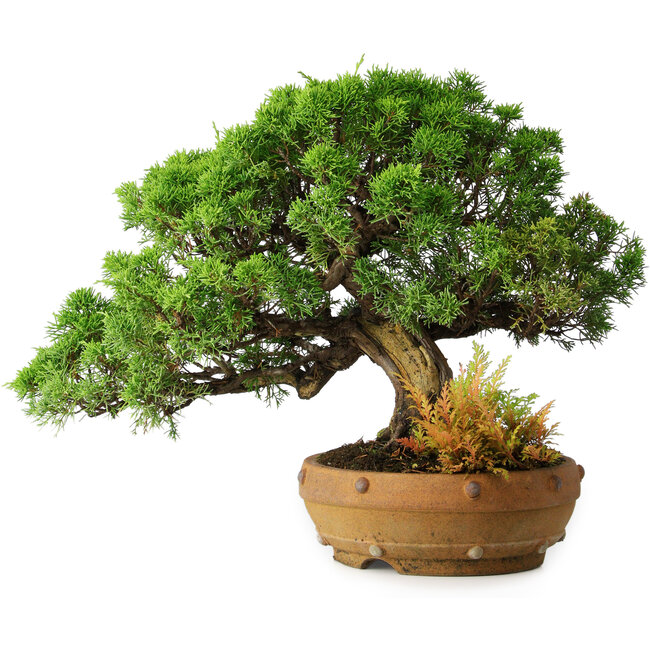 Juniperus chinensis Itoigawa, 32 cm, ± 20 ans