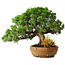 Juniperus chinensis Itoigawa, 32 cm, ± 20 anni