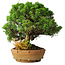 Juniperus chinensis Itoigawa, 32 cm, ± 20 ans
