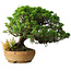 Juniperus chinensis Itoigawa, 32 cm, ± 20 ans