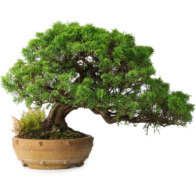 Juniperus chinensis Itoigawa, 32 cm, ± 20 ans