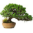 Juniperus chinensis Itoigawa, 32 cm, ± 20 ans