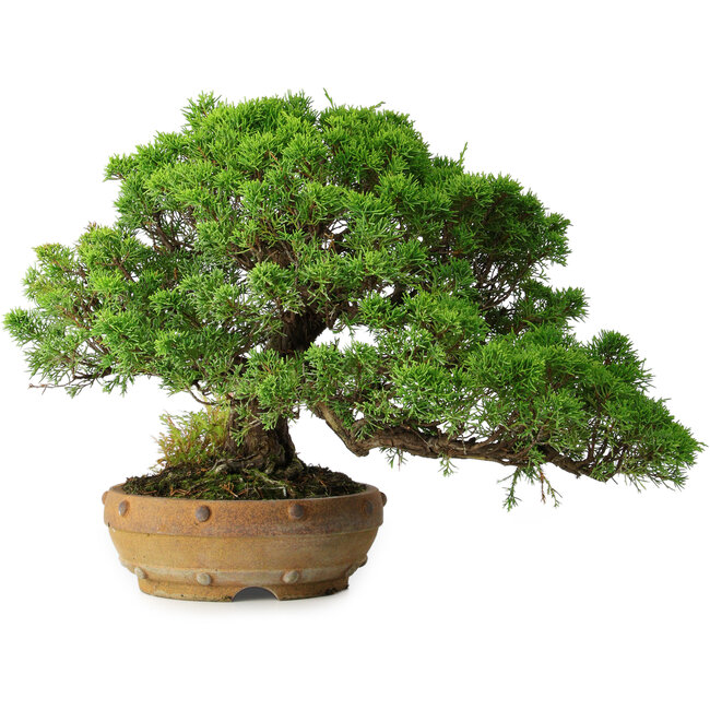 Juniperus chinensis Itoigawa, 32 cm, ± 20 ans