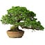 Juniperus chinensis Itoigawa, 32 cm, ± 20 anni
