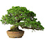 Juniperus chinensis Itoigawa, 32 cm, ± 20 años