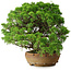 Juniperus chinensis Itoigawa, 32 cm, ± 20 anni