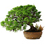 Juniperus chinensis Itoigawa, 32 cm, ± 20 anni