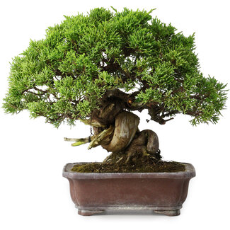 Juniperus chinensis Itoigawa, 23 cm, ± 35 years old