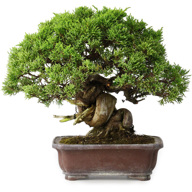 Juniperus chinensis Itoigawa, 23 cm, ± 35 years old
