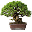 Juniperus chinensis Itoigawa, 23 cm, ± 35 years old
