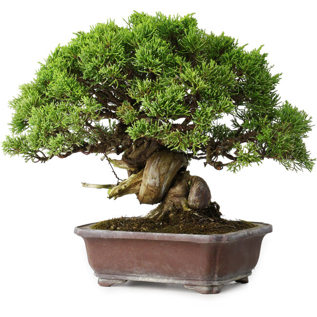Juniperus chinensis Itoigawa, 23 cm, ± 35 años