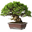 Juniperus chinensis Itoigawa, 23 cm, ± 35 years old