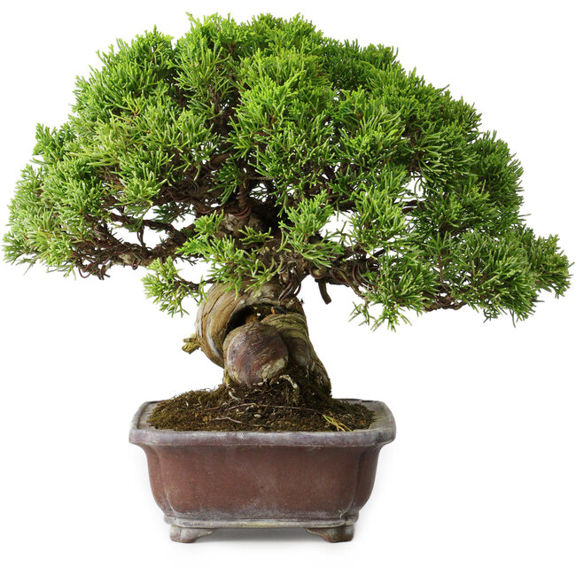 Juniperus chinensis Itoigawa, 23 cm, ± 35 jaar oud