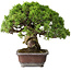 Juniperus chinensis Itoigawa, 23 cm, ± 35 years old