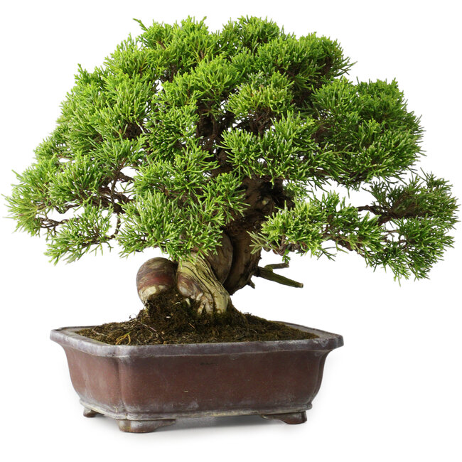Juniperus chinensis Itoigawa, 23 cm, ± 35 anni