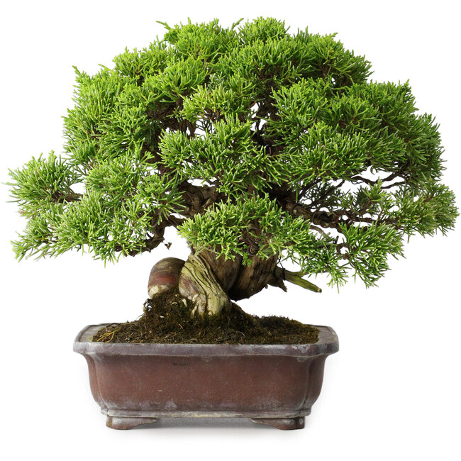 Juniperus chinensis Itoigawa, 23 cm, ± 35 jaar oud