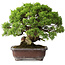 Juniperus chinensis Itoigawa, 23 cm, ± 35 years old