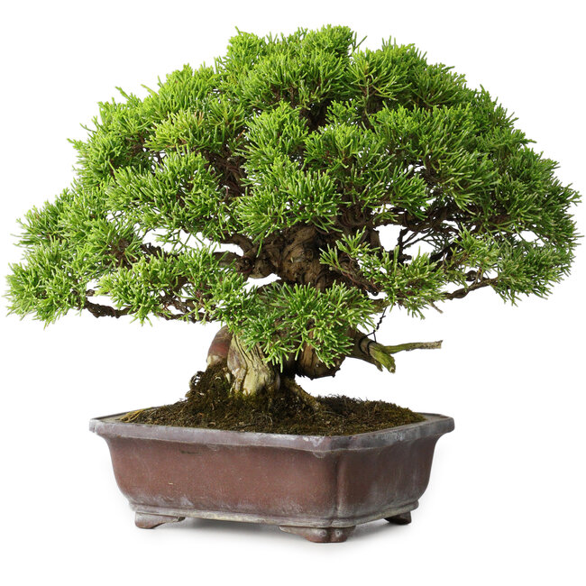 Juniperus chinensis Itoigawa, 23 cm, ± 35 anni