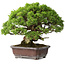 Juniperus chinensis Itoigawa, 23 cm, ± 35 years old