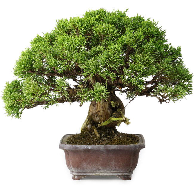 Juniperus chinensis Itoigawa, 23 cm, ± 35 years old