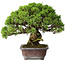 Juniperus chinensis Itoigawa, 23 cm, ± 35 Jahre alt